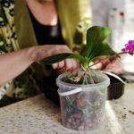 Pourquoi choisir un pot transparent pour l&rsquo;orchidée